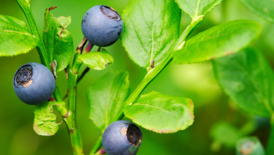 the-bountiful-benefits-of-bilberry